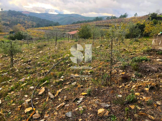 Terreno para Venda em São Martinho de Antas e Paradela de Guiães Foto 19