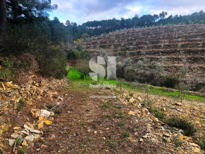 Terreno para Venda em São Martinho de Antas e Paradela de Guiães Foto 24