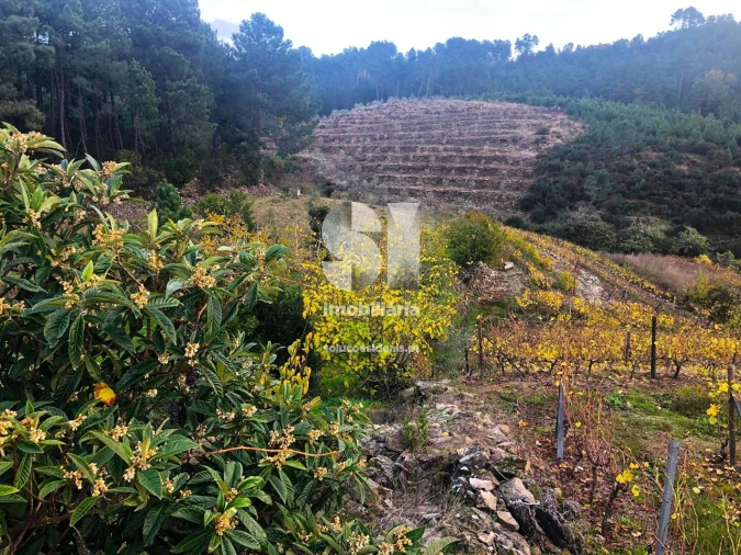 Terreno para Venda em São Martinho de Antas e Paradela de Guiães Foto 29