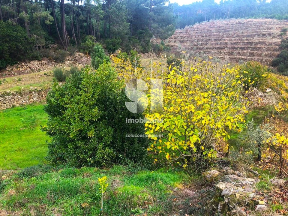 Terreno para Venda em São Martinho de Antas e Paradela de Guiães Foto 15