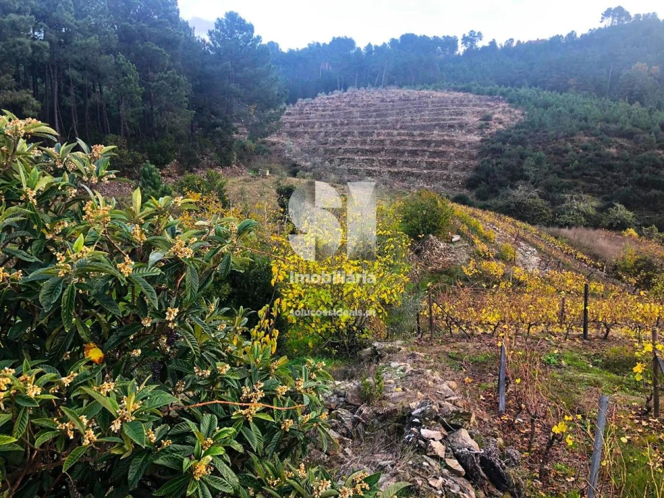 Terreno para Venda em São Martinho de Antas e Paradela de Guiães Foto 29