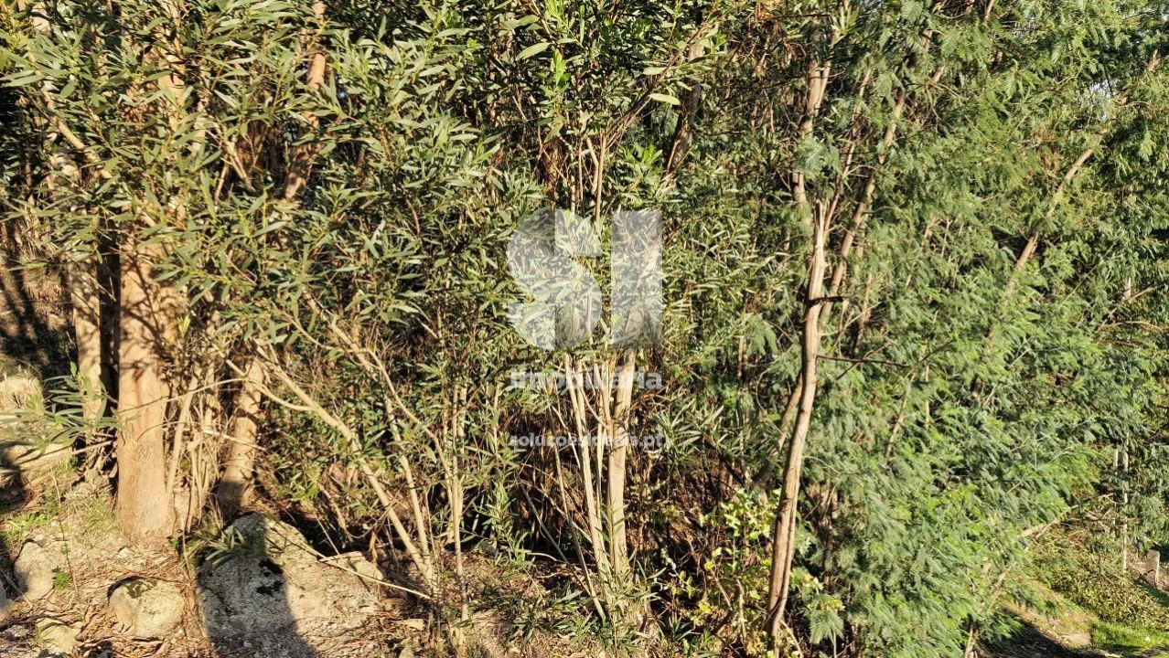 Terreno para Venda em Baltar Foto 8