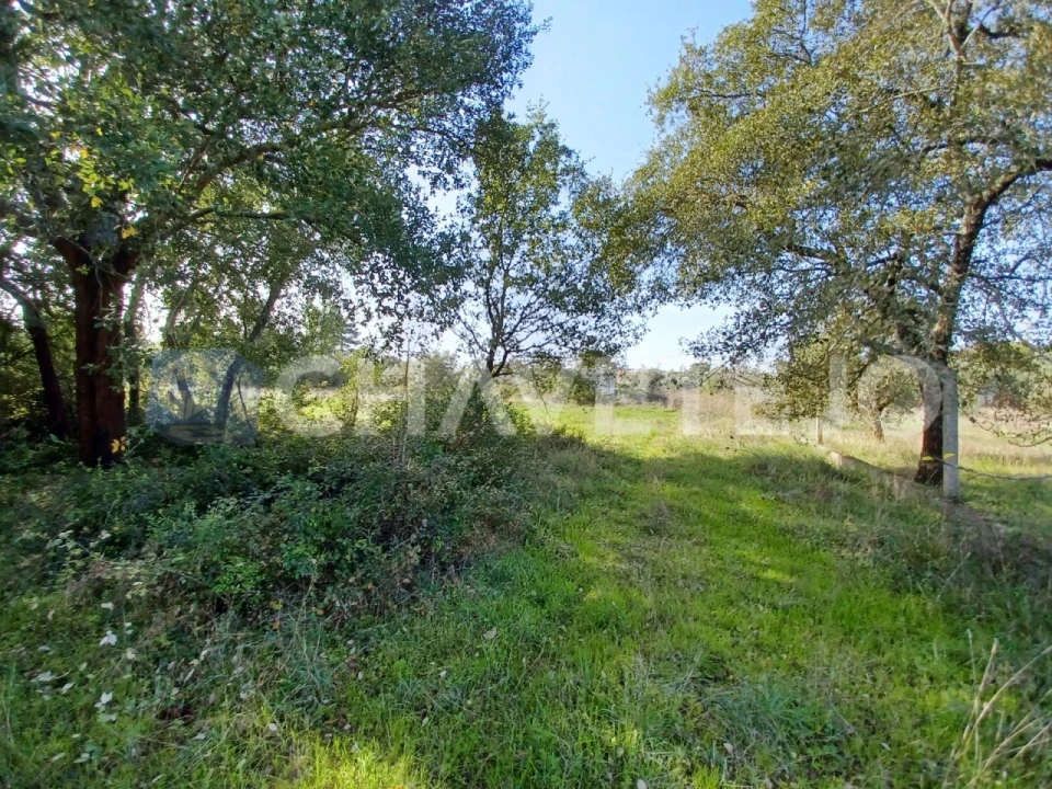 Terreno Agricola ou Rústico para Venda em Casais e Alviobeira Foto 10