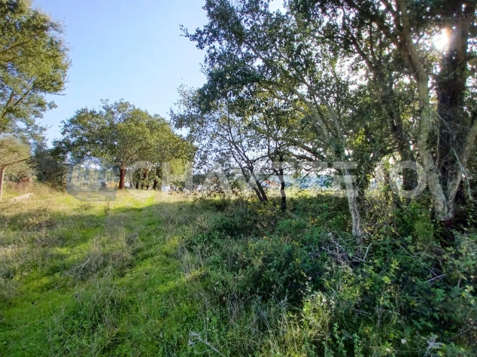 Terreno Agricola ou Rústico para Venda em Casais e Alviobeira Foto 14