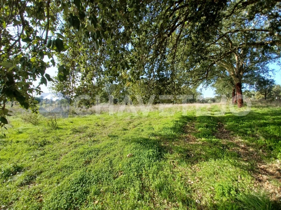 Terreno Agricola ou Rústico para Venda em Casais e Alviobeira Foto 15