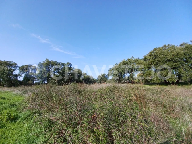 Terreno Agricola ou Rústico para Venda em Casais e Alviobeira Foto 6