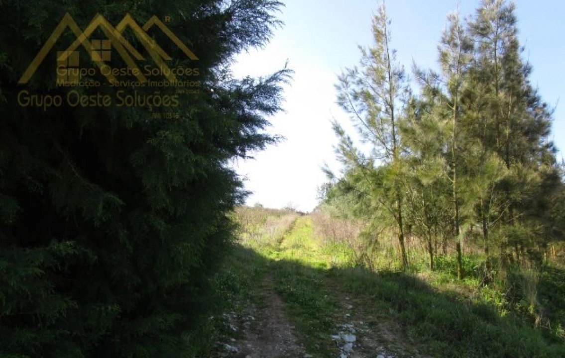 Terreno para Venda em Bombarral e Vale Covo Foto 12
