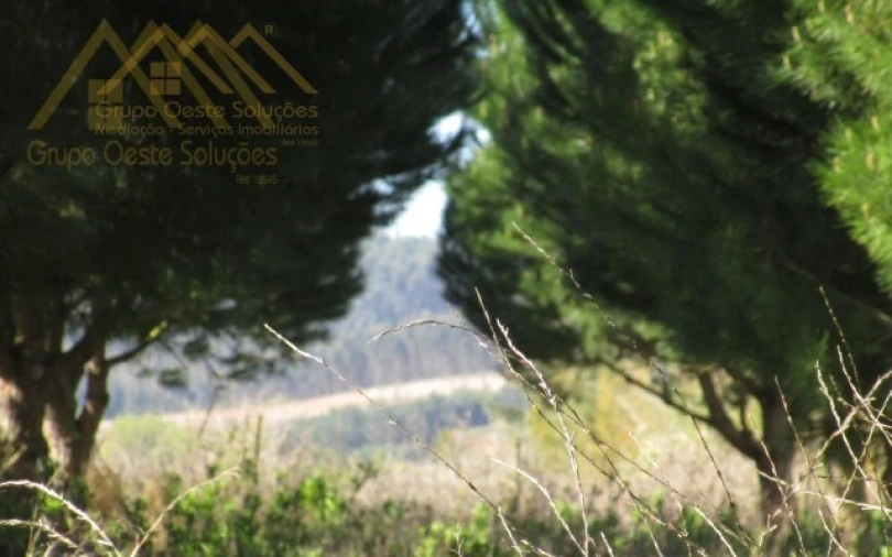 Terreno para Venda em Bombarral e Vale Covo Foto 13