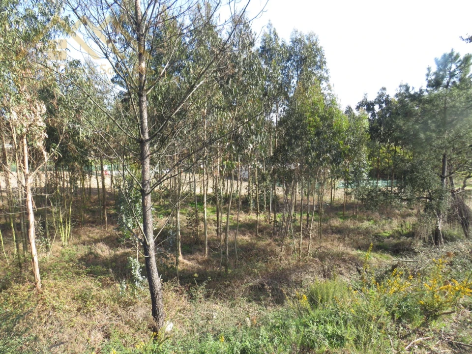 Terreno Agricola ou Rústico para Venda em Ramalhal Foto 4