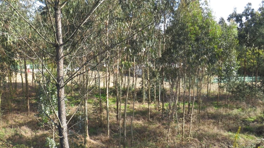 Terreno Agricola ou Rústico para Venda em Ramalhal