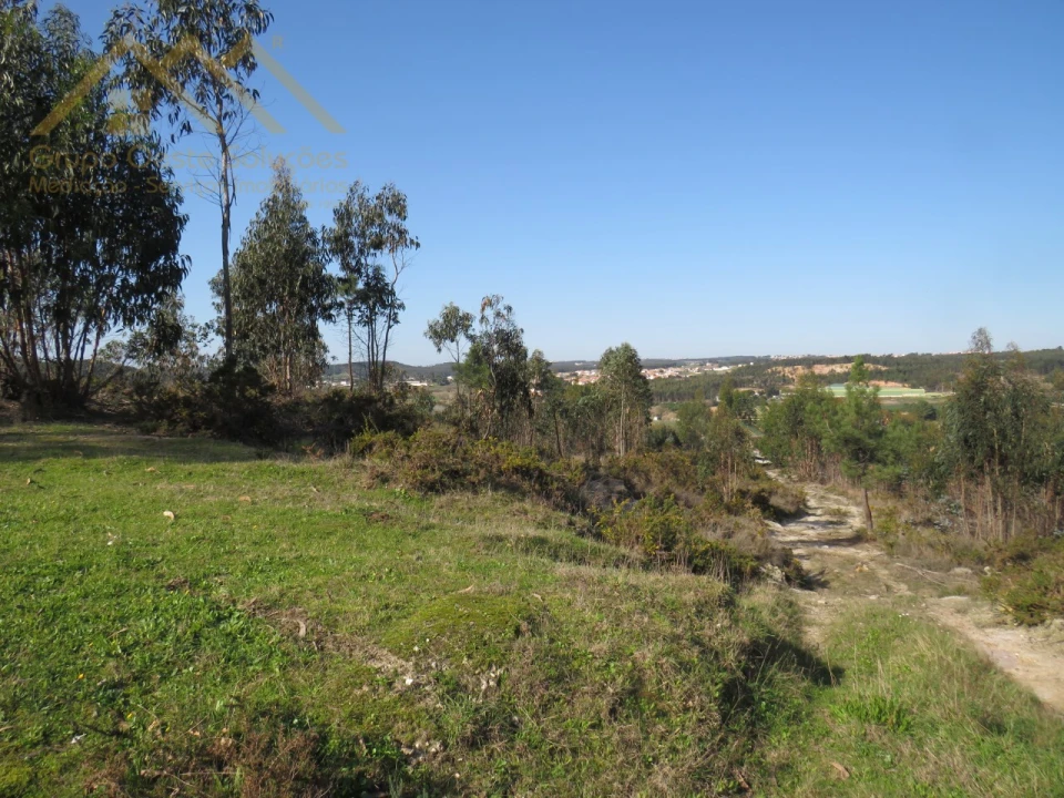 Terreno Agricola ou Rústico para Venda em Ramalhal Foto 3