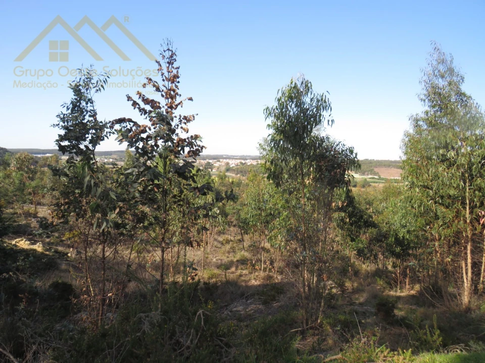 Terreno Agricola ou Rústico para Venda em Ramalhal Foto 7