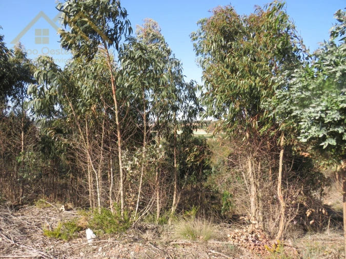 Terreno Agricola ou Rústico para Venda em Ramalhal Foto 15