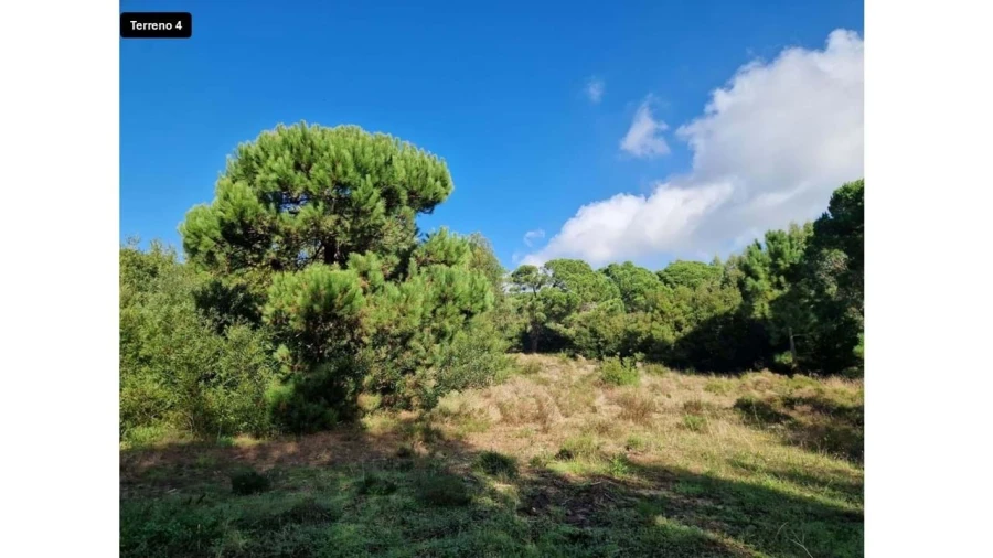 Terreno para Venda em Colares Foto 17