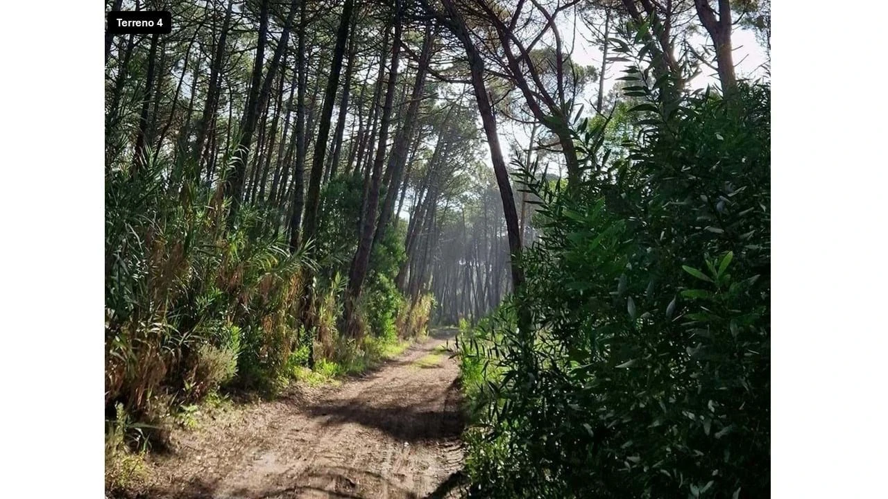 Terreno para Venda em Colares Foto 16