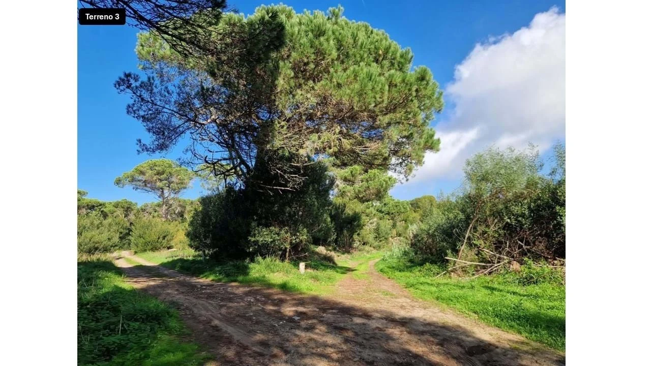 Terreno para Venda em Colares Foto 15