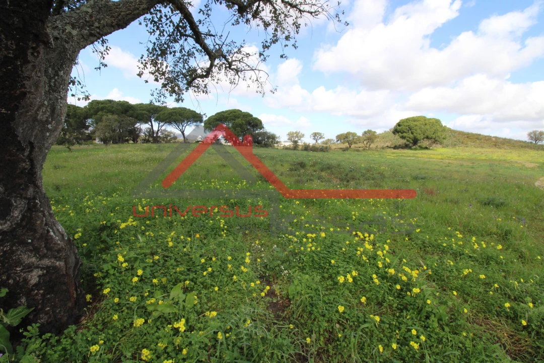 Quinta T7 para Venda em Setubal (São Sebastião) Foto 8