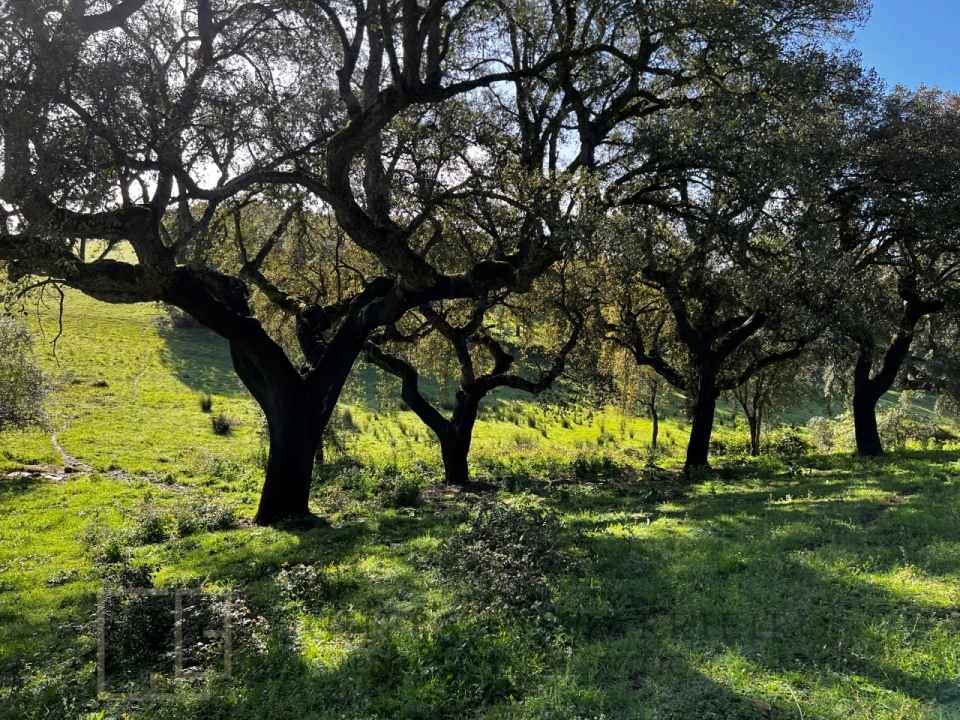 Quinta T6 para Venda em Rio de Moinhos Foto 15