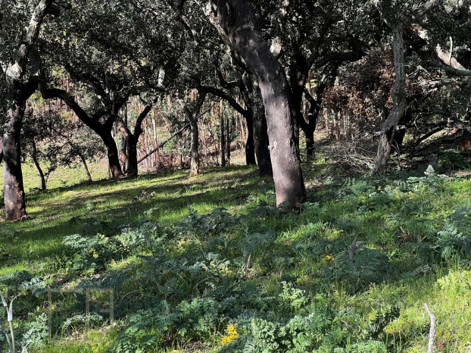 Quinta T6 para Venda em Rio de Moinhos Foto 17
