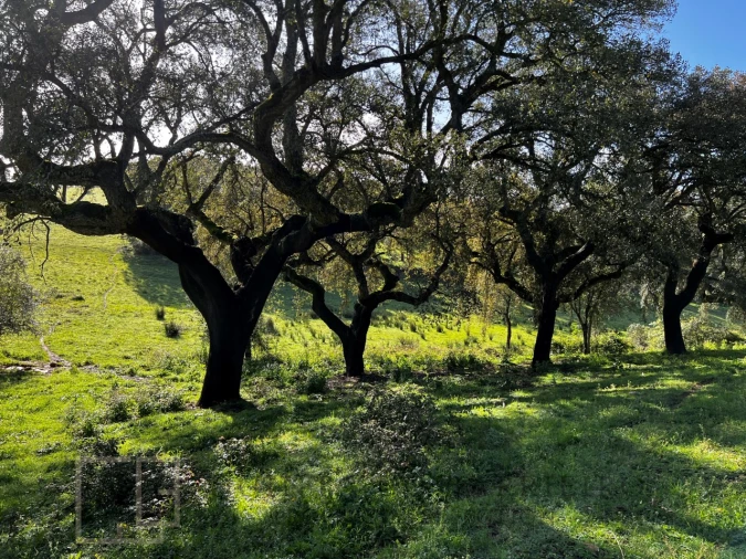 Quinta T6 para Venda em Rio de Moinhos Foto 15