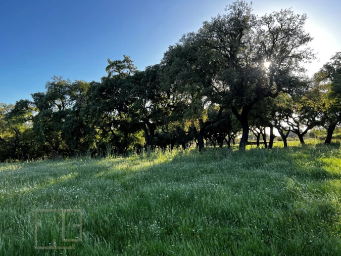 Quinta T6 para Venda em Rio de Moinhos Foto 44