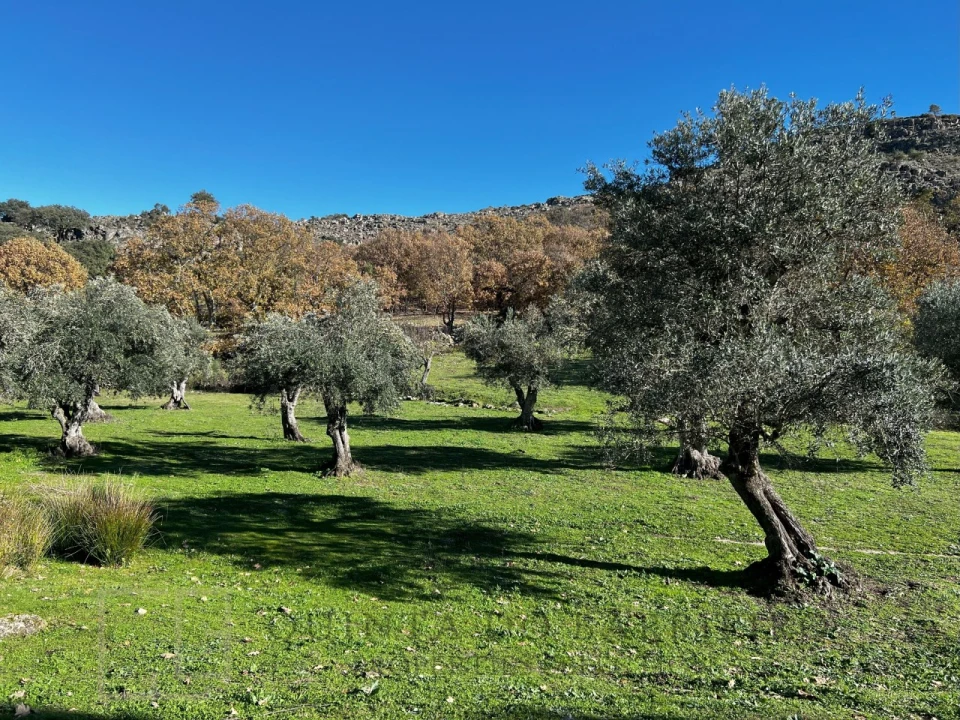 Quinta T5 para Venda em Santo Antonio das Areias Foto 29