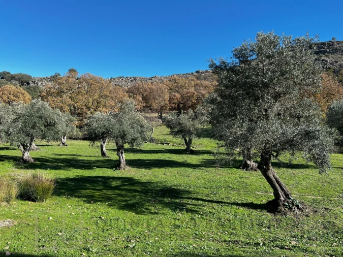 Quinta T5 para Venda em Santo Antonio das Areias Foto 29