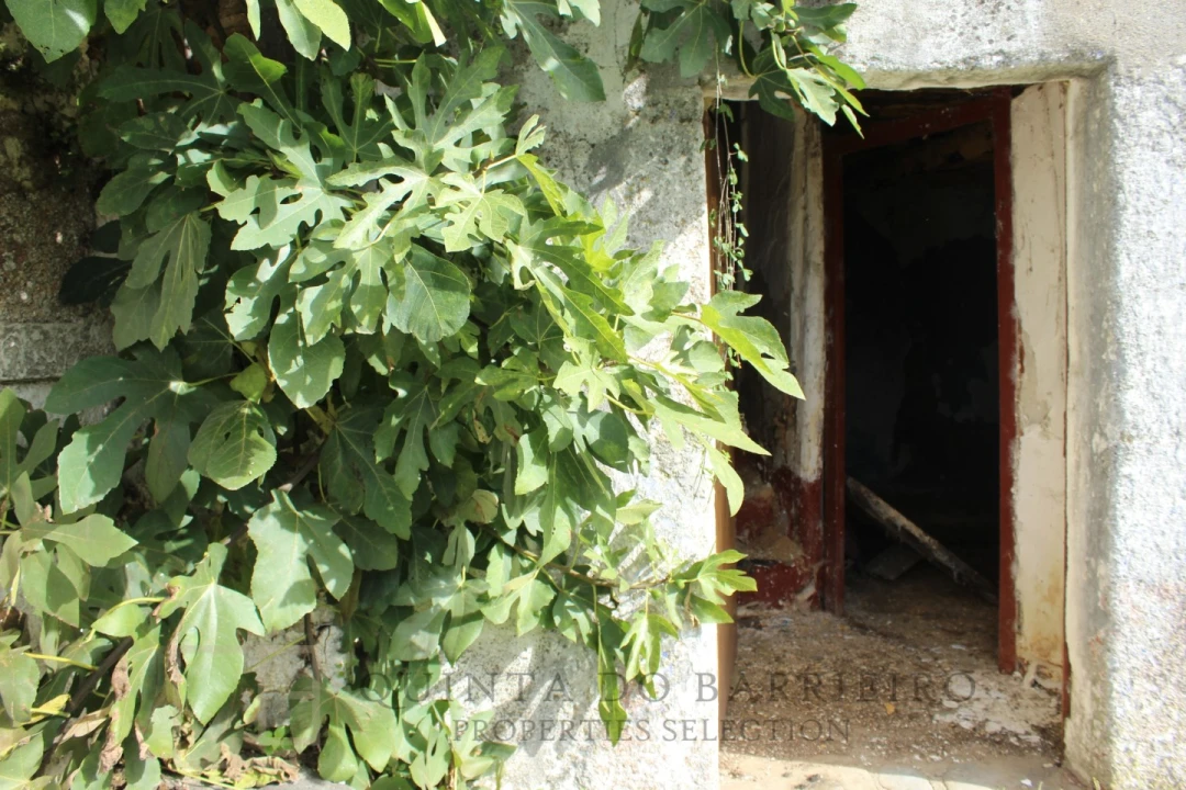 Terreno para Venda em Ribeira de Nisa e Carreiras Foto 21