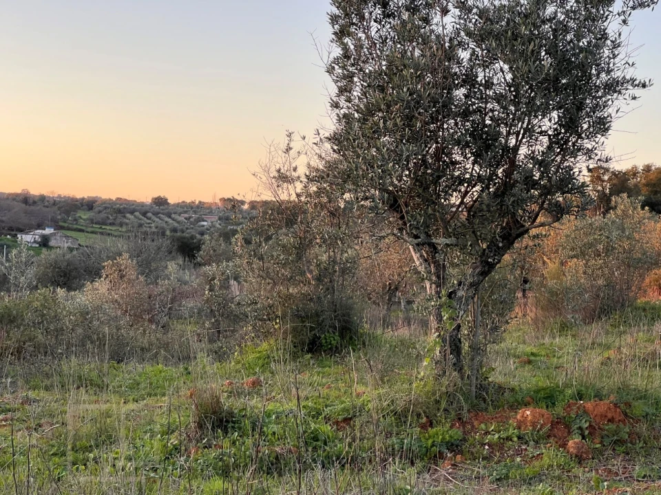 Terreno Agricola ou Rústico para Venda em Alegrete Foto 29