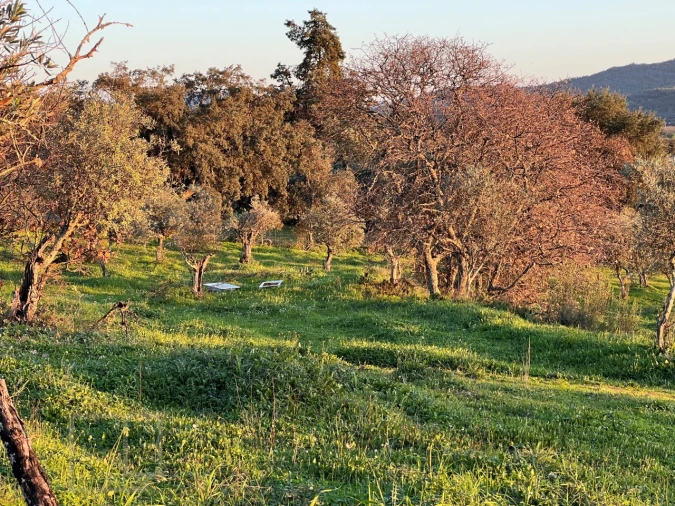 Terreno Agricola ou Rústico para Venda em Alegrete Foto 23