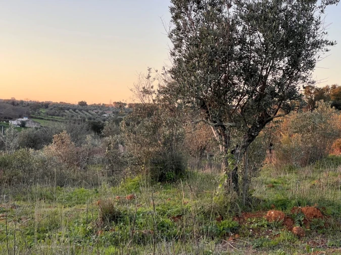 Terreno Agricola ou Rústico para Venda em Alegrete Foto 29