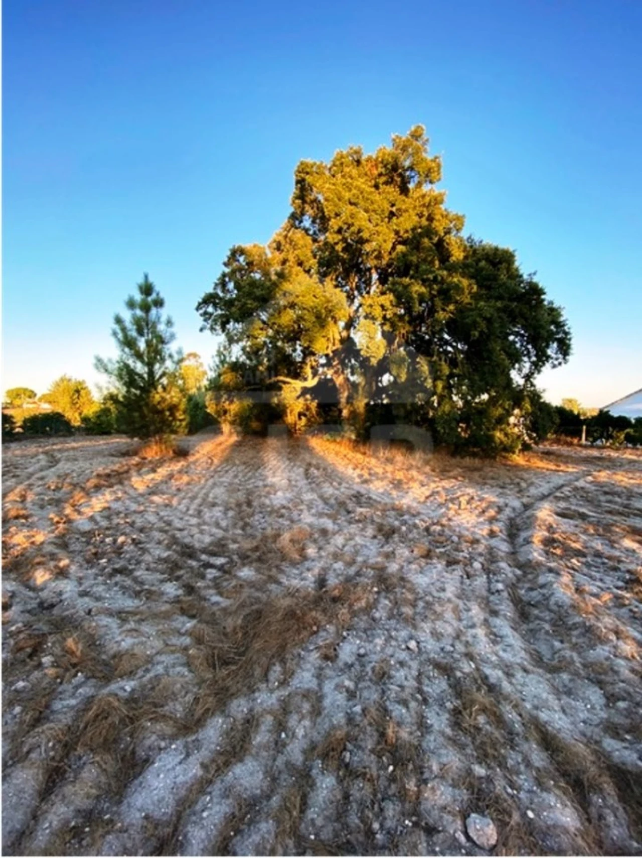 Terreno para Venda em Coruche, Fajarda e Erra Foto 3