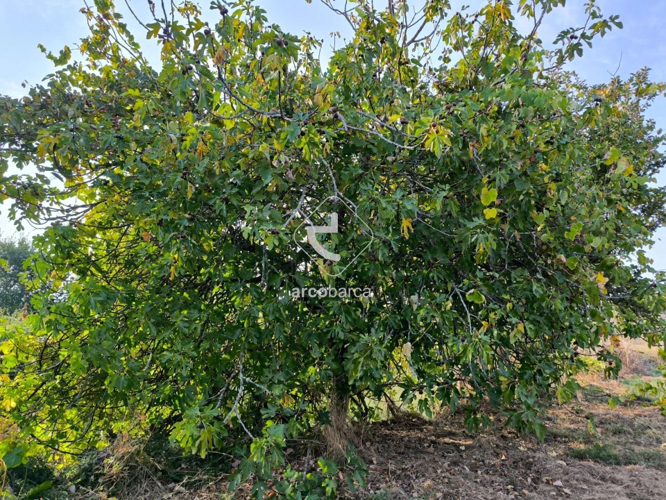 Moradia T3 para Venda em Agualonga Foto 30