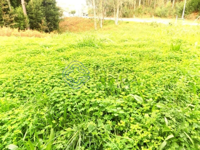 Terreno para Venda em Grijó e Sermonde Foto 4