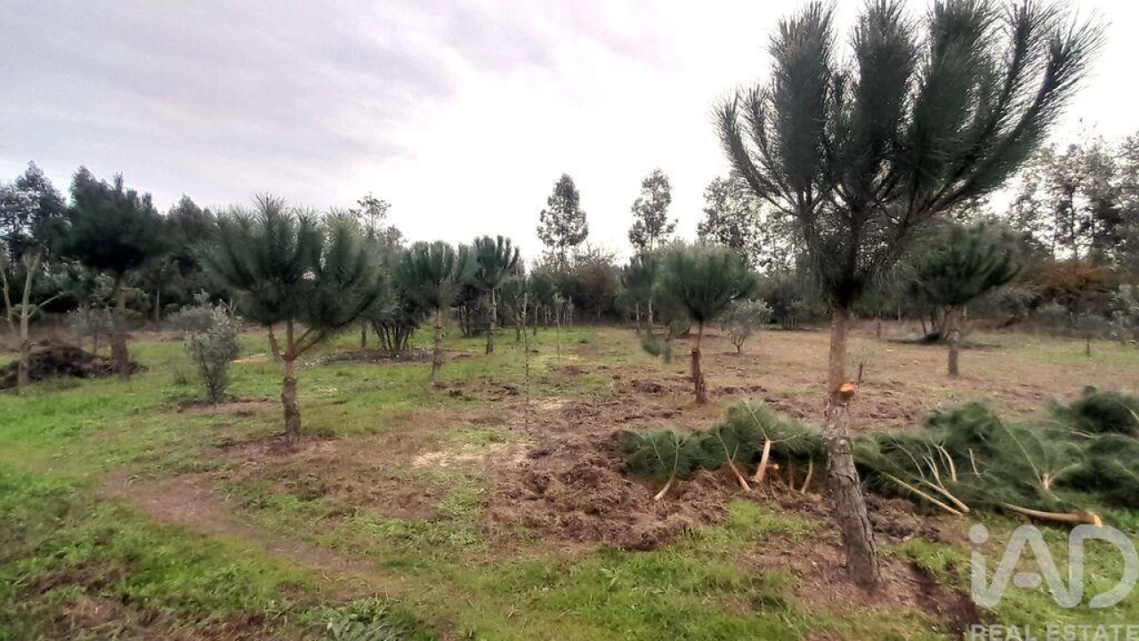 Terreno para Venda em Seixo da Beira Foto 14