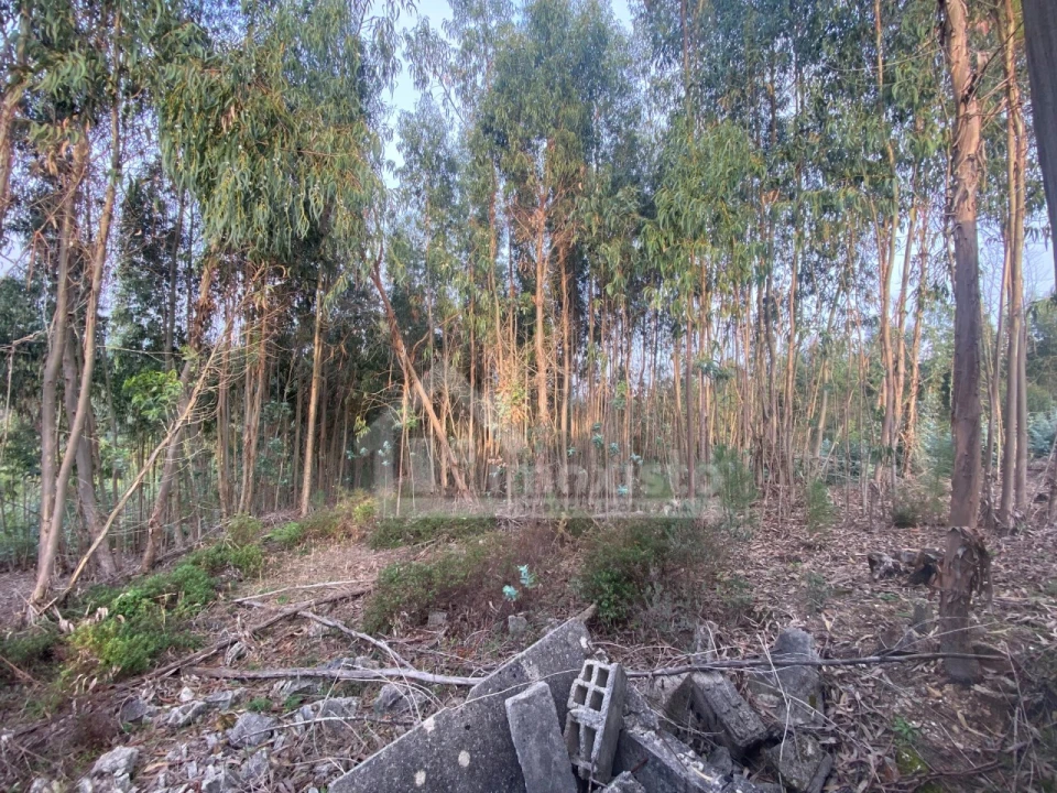 Quinta T1 para Venda em Figueiró dos Vinhos e Bairradas Foto 5