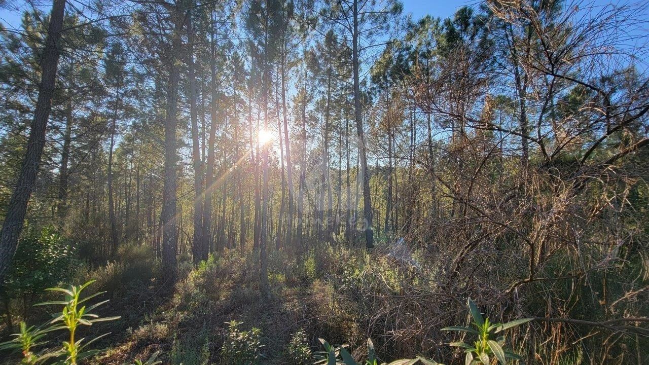 Terreno Agricola ou Rústico para Venda em Sarzedas Foto 25