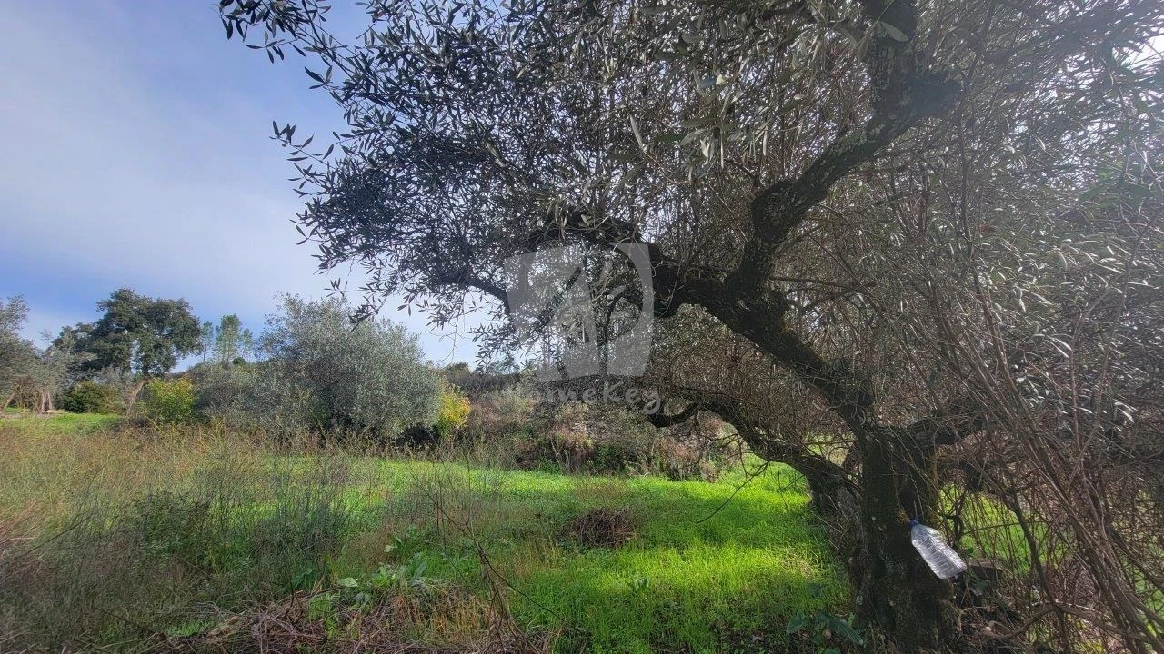 Terreno Agricola ou Rústico para Venda em Sarzedas Foto 18