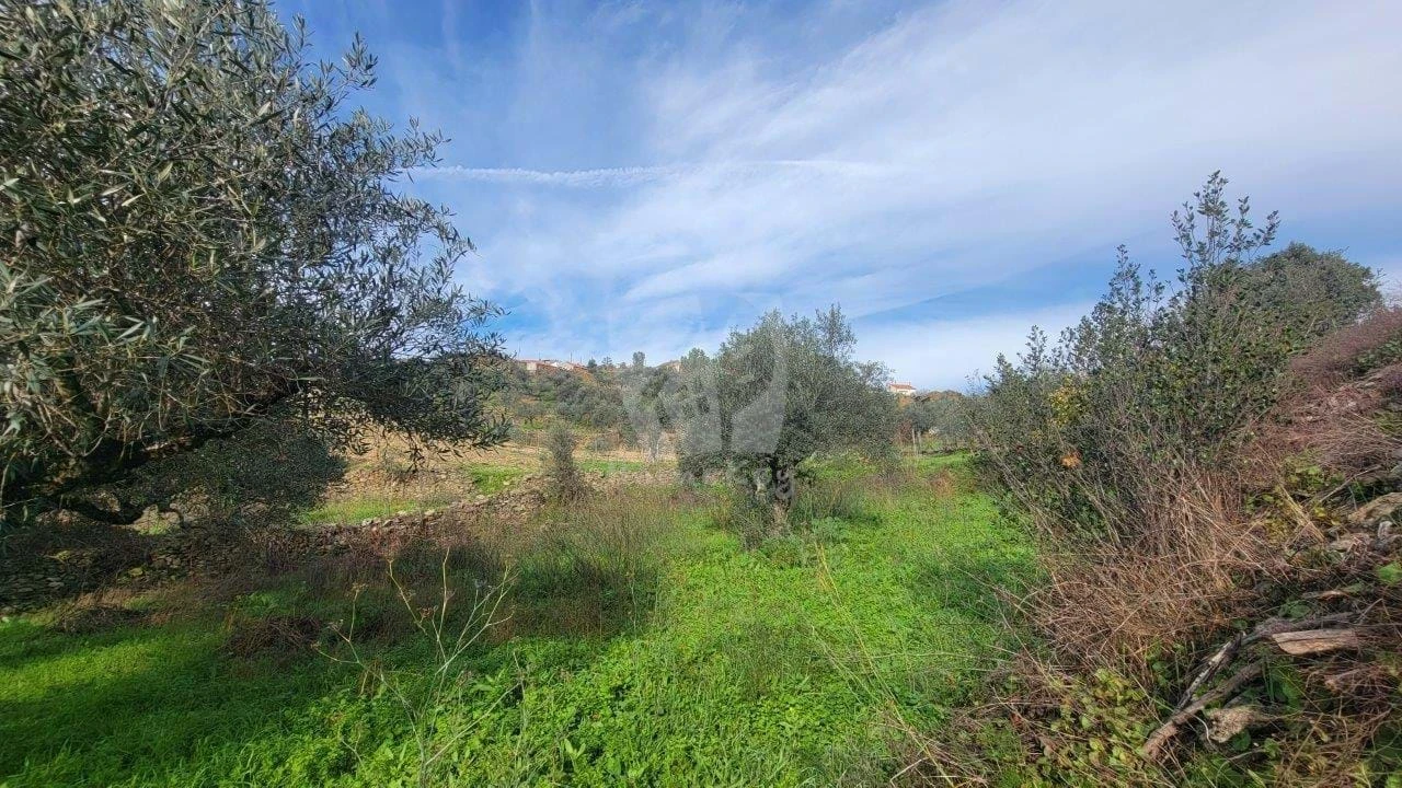 Terreno Agricola ou Rústico para Venda em Sarzedas Foto 20