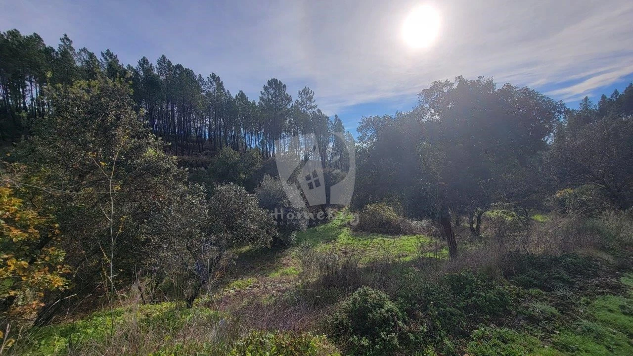 Terreno Agricola ou Rústico para Venda em Sarzedas Foto 15