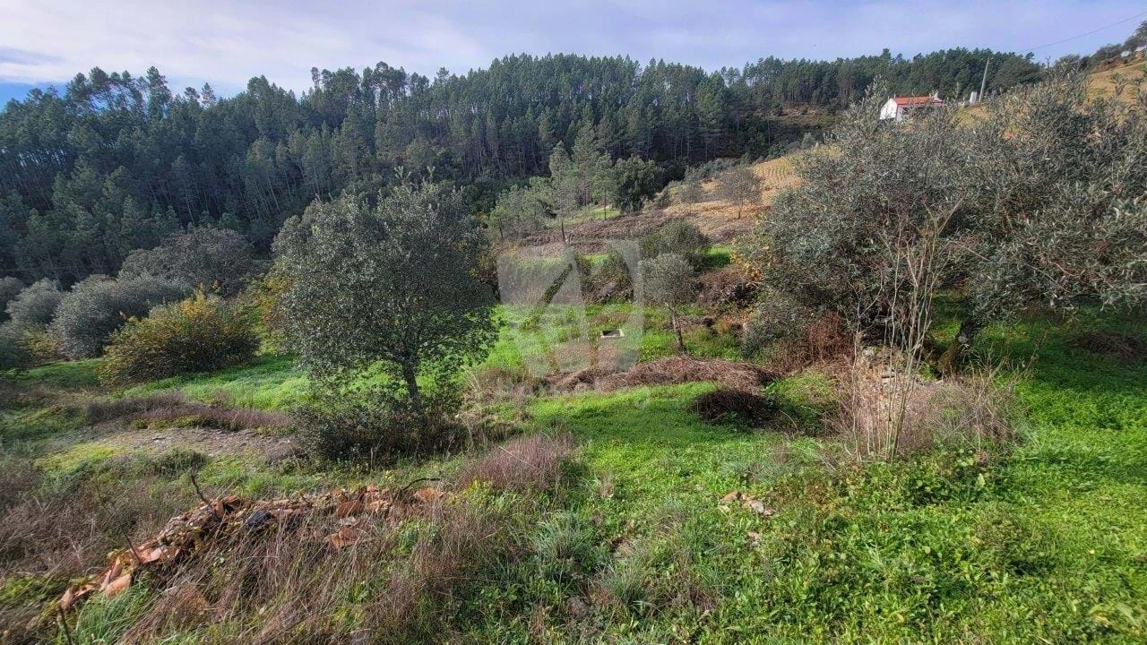 Terreno Agricola ou Rústico para Venda em Sarzedas Foto 21