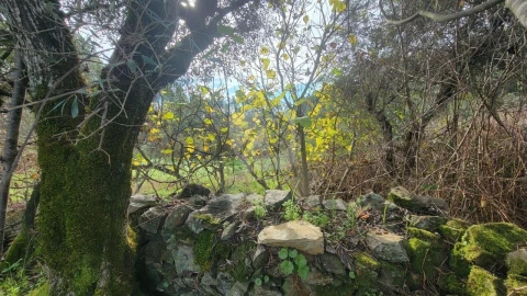Terreno Agricola ou Rústico para Venda em Sarzedas