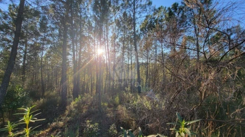 Terreno Agricola ou Rústico para Venda em Sarzedas
