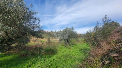 Terreno Agricola ou Rústico para Venda em Sarzedas