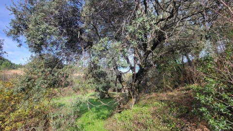 Terreno Agricola ou Rústico para Venda em Sarzedas