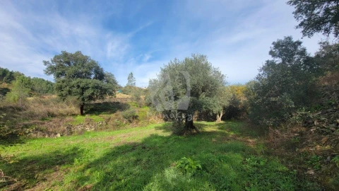 Terreno Agricola ou Rústico para Venda em Sarzedas