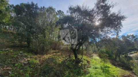 Terreno Agricola ou Rústico para Venda em Sarzedas