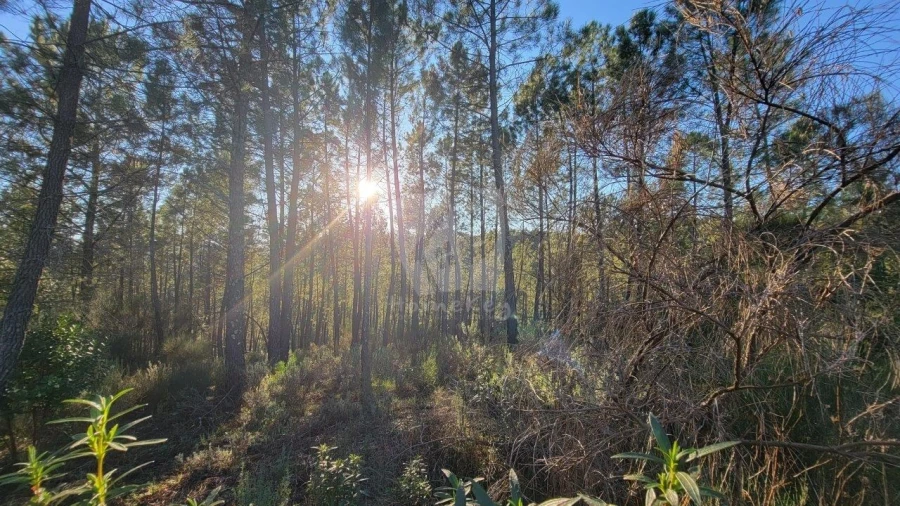Terreno Agricola ou Rústico para Venda em Sarzedas Foto 25