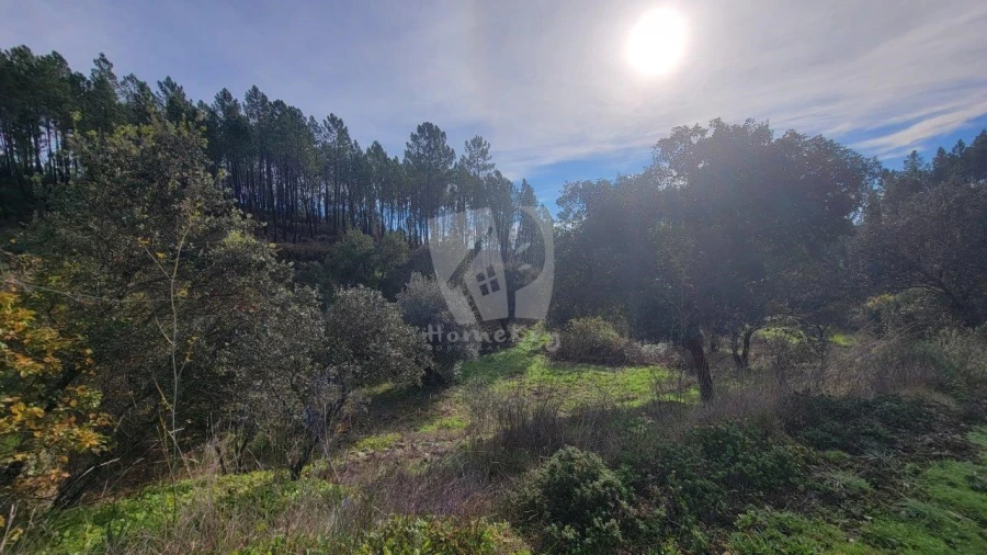 Terreno Agricola ou Rústico para Venda em Sarzedas Foto 15
