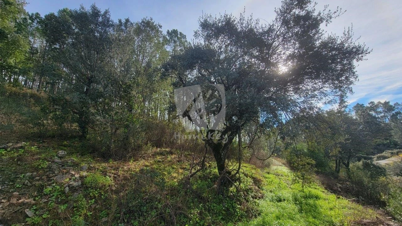 Terreno Agricola ou Rústico para Venda em Sarzedas Foto 14